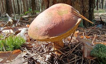 FOTO: Na Zahorí je dubákový raj