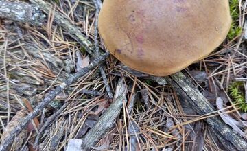 FOTO: Na Zahorí je dubákový raj