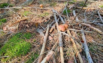 FOTO: Na Zahorí je dubákový raj