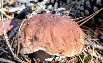 FOTO: Na Zahorí je dubákový raj