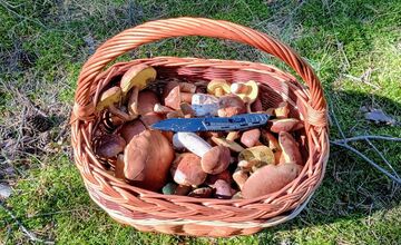 FOTO: Na Zahorí je dubákový raj