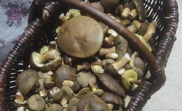 FOTO: Na Zahorí je dubákový raj