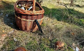 FOTO: Na Zahorí je dubákový raj