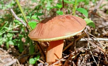 FOTO: Na Zahorí je dubákový raj