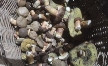 FOTO: Na Zahorí je dubákový raj