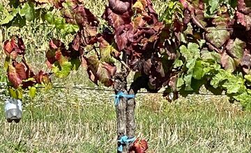 FOTO: V Trnavskom kraji potvrdili zlaté žltnutie viniča, platí karanténa 