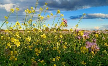FOTO: Pole v Šelpiciach sa premenilo na pestrofarebné divadlo, miestnym vyrazilo dych
