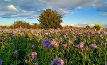 FOTO: Pole v Šelpiciach sa premenilo na pestrofarebné divadlo, miestnym vyrazilo dych