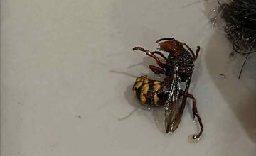 FOTO: V areáli zdravia v Modranke sa vyskytlo hniezdo nebezpečného sršňa ázijského