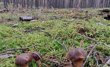 FOTO: Vo vojenských lesoch našla hubárka plné košíky hríbov