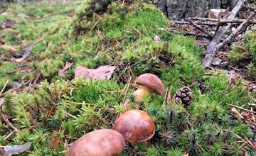 FOTO: Vo vojenských lesoch našla hubárka plné košíky hríbov