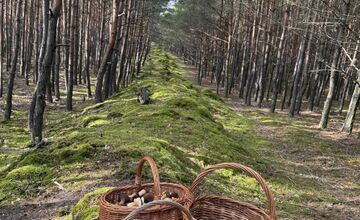 FOTO: Vo vojenských lesoch našla hubárka plné košíky hríbov