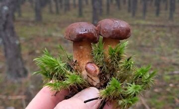 FOTO: Vo vojenských lesoch našla hubárka plné košíky hríbov