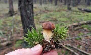 FOTO: Vo vojenských lesoch našla hubárka plné košíky hríbov