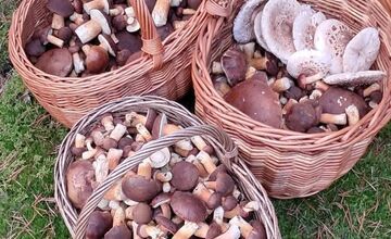 FOTO: Vo vojenských lesoch našla hubárka plné košíky hríbov