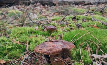 FOTO: Vo vojenských lesoch našla hubárka plné košíky hríbov