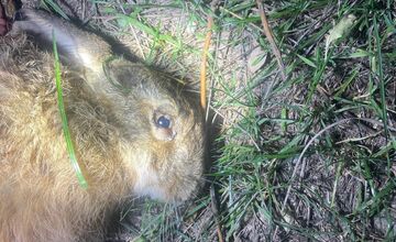 FOTO: Na Slovensku potvrdili vírus myxomatózy u zajaca poľného