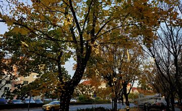 FOTO: V Seredi sa už zvianočnieva