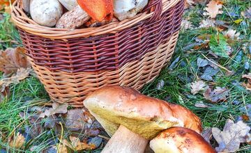 FOTO: „Ešte stále rastú!“ Hubári sa tešia z nečakane dlhej sezóny na Záhorí