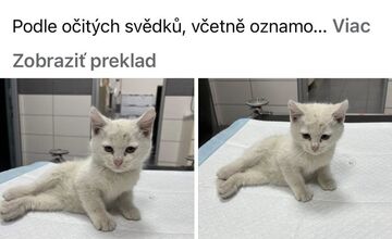 FOTO: Niekoho zneužil mačiatko Yuki na získanie peňazí