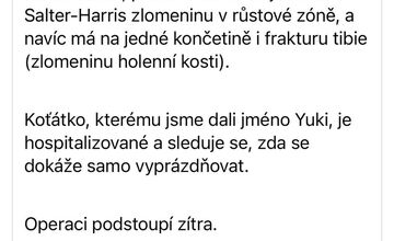 FOTO: Niekoho zneužil mačiatko Yuki na získanie peňazí