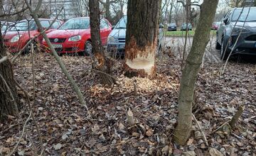 FOTO: Miestni vzali vyčíňanie bobra s humorom