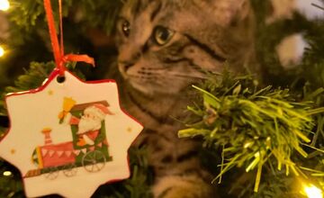 FOTO: Vianočný stromček vs. mačky