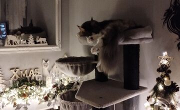 FOTO: Vianočný stromček vs. mačky
