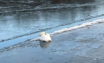 FOTO: Obyvateľ Gbelov vyslobodil zamrznutú labuť
