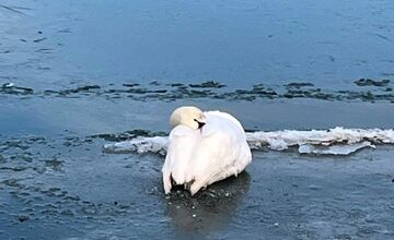 FOTO: Obyvateľ Gbelov vyslobodil zamrznutú labuť