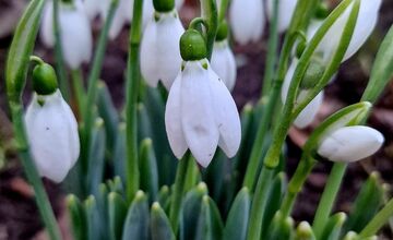 FOTO: V Trnave už začínajú kvitnúť snežienky