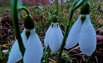 FOTO: V Trnave už začínajú kvitnúť snežienky