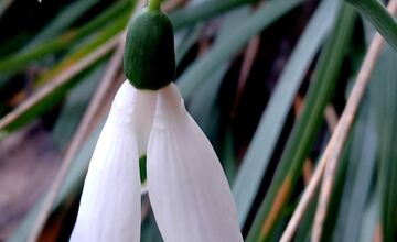FOTO: V Trnave už začínajú kvitnúť snežienky
