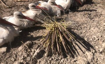 FOTO: Ornitológovia upozorňujú pred krutým osudom bocianov v Afrike