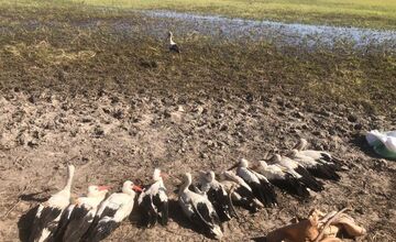 FOTO: Ornitológovia upozorňujú pred krutým osudom bocianov v Afrike