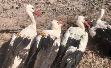 FOTO: Ornitológovia upozorňujú pred krutým osudom bocianov v Afrike