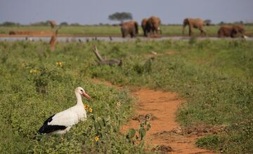 FOTO: Ornitológovia upozorňujú pred krutým osudom bocianov v Afrike