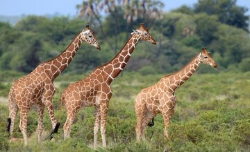 FOTO: Ornitológovia upozorňujú pred krutým osudom bocianov v Afrike