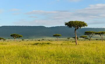 FOTO: Ornitológovia upozorňujú pred krutým osudom bocianov v Afrike