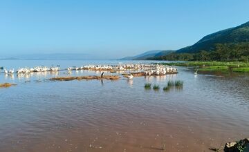 FOTO: Ornitológovia upozorňujú pred krutým osudom bocianov v Afrike