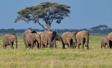 FOTO: Ornitológovia upozorňujú pred krutým osudom bocianov v Afrike