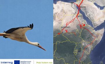 FOTO: Ornitológovia upozorňujú pred krutým osudom bocianov v Afrike