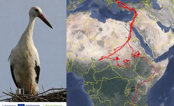 FOTO: Ornitológovia upozorňujú pred krutým osudom bocianov v Afrike