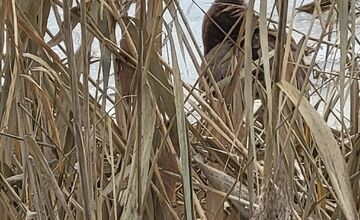 FOTO: Osamelý káčer z Dolného Štálu zmizol