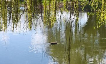 FOTO: Osamelý káčer z Dolného Štálu zmizol