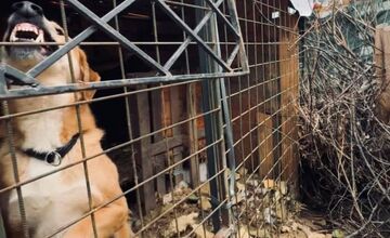 FOTO: Štátna veterinárna správa zasiahla proti chovateľke na Záhorí