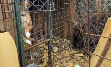 FOTO: Štátna veterinárna správa zasiahla proti chovateľke na Záhorí