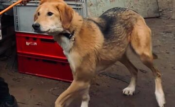 FOTO: Štátna veterinárna správa zasiahla proti chovateľke na Záhorí