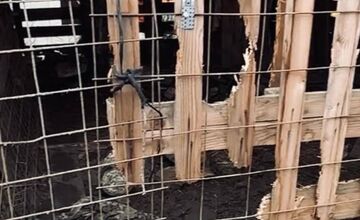 FOTO: Štátna veterinárna správa zasiahla proti chovateľke na Záhorí