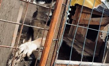 FOTO: Štátna veterinárna správa zasiahla proti chovateľke na Záhorí